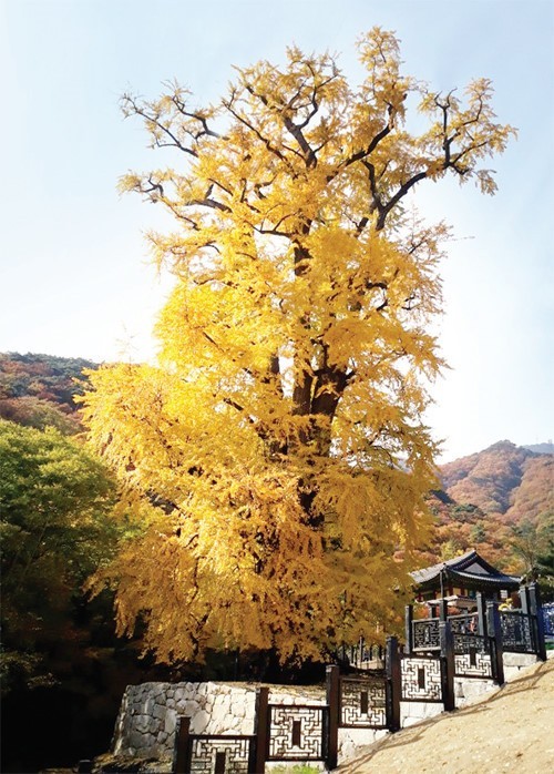 유치원의 나무(은행나무)