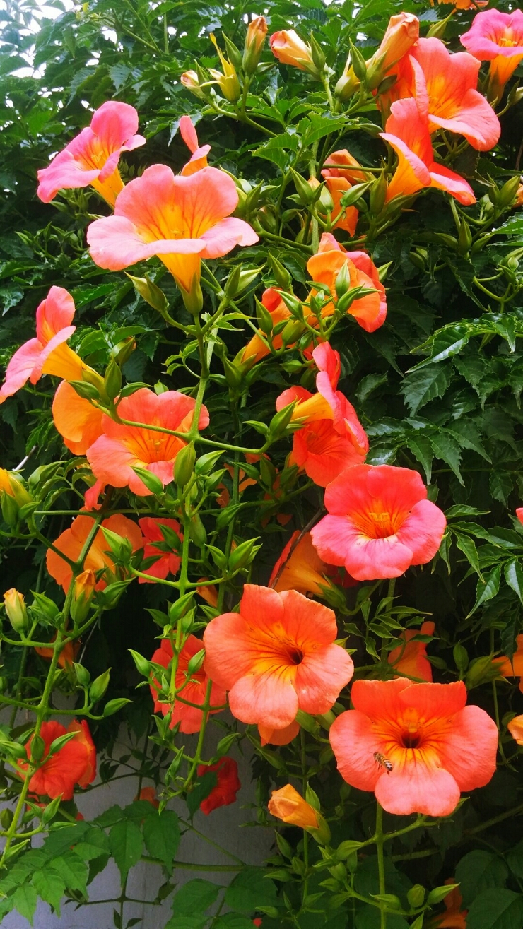 유치원의 꽃(능소화)